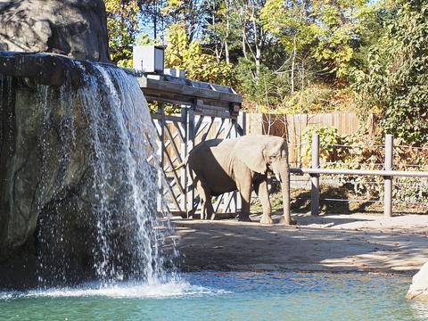 Elephant and waterfall #4