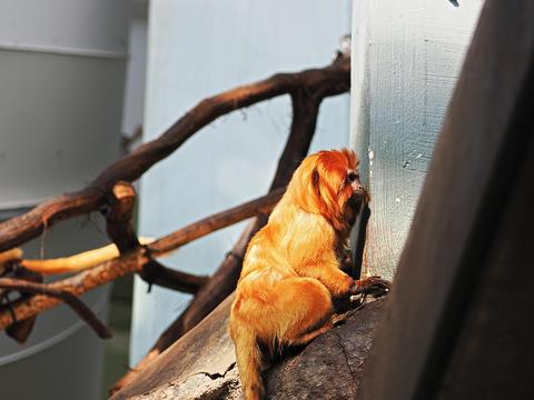 Golden Lion Tamarin