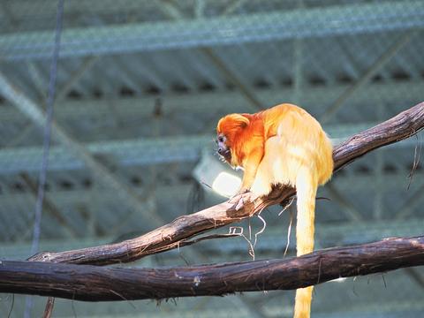 Golden Lion Tamarin #2