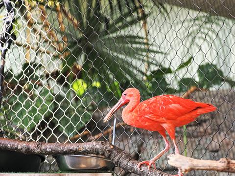 Scarlet ibis