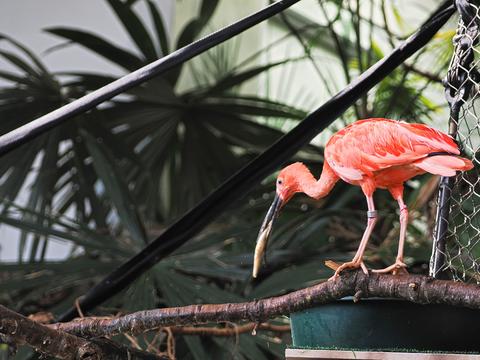 Scarlet ibis #2