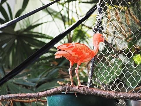 Scarlet ibis #3