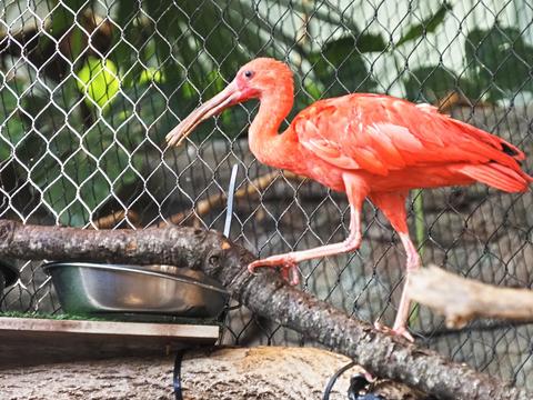 Scarlet ibis #4