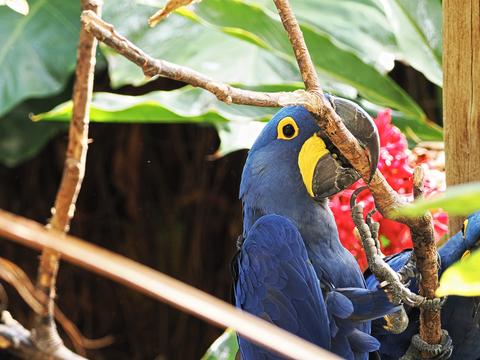 Hyacinth macaw