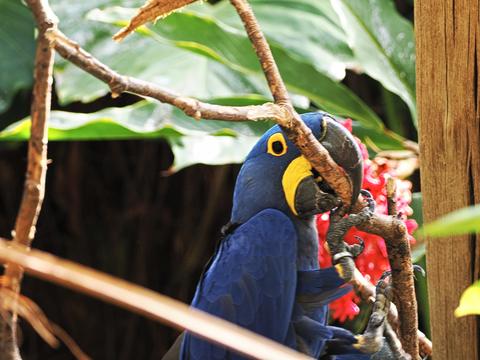 Hyacinth macaw #2