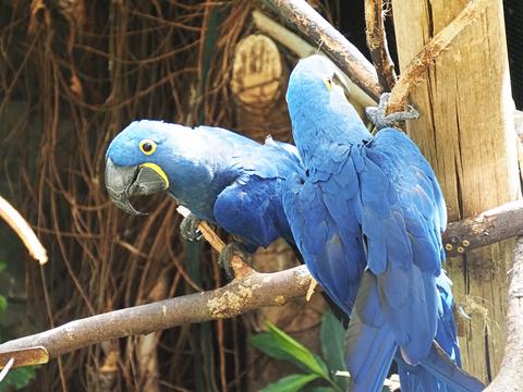 Hyacinth macaw #3