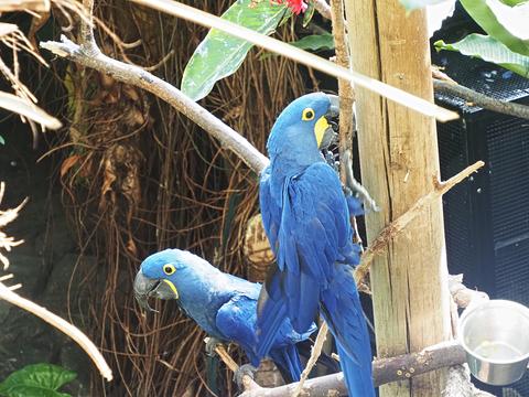 Hyacinth macaw #4