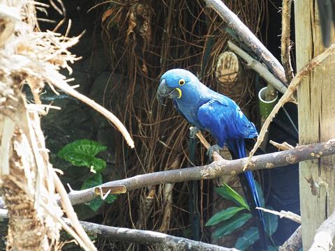 Hyacinth macaw #5