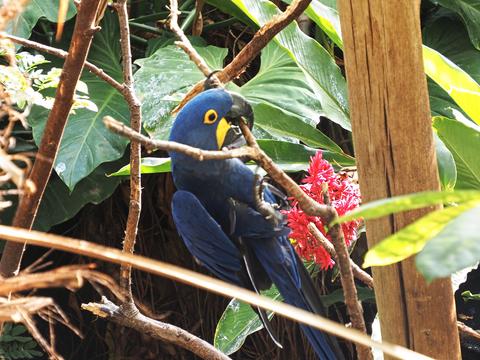 Hyacinth macaw #6