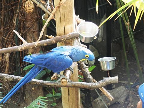 Hyacinth macaw #7