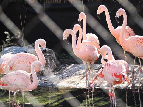 Chilean flamingos