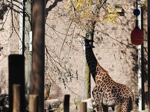 Masai giraffe #7