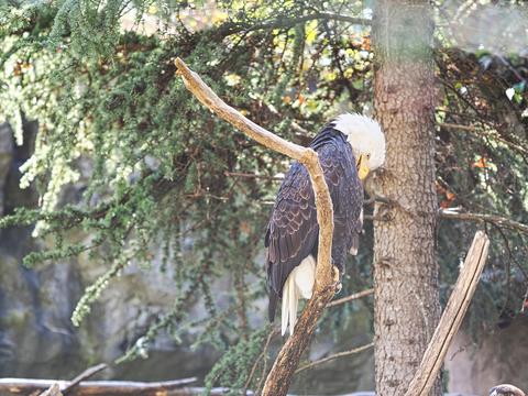 Bald eagle