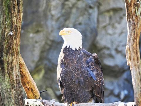 Bald eagle #4