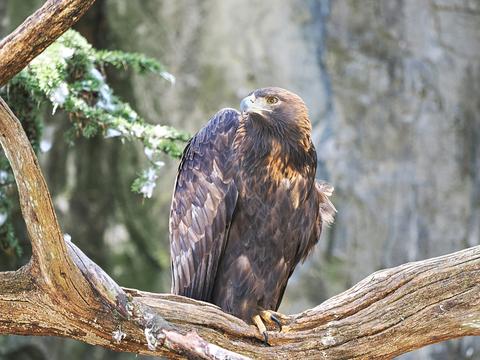 Golden eagle