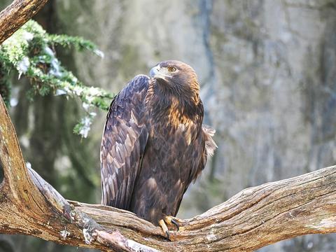 Golden eagle #2