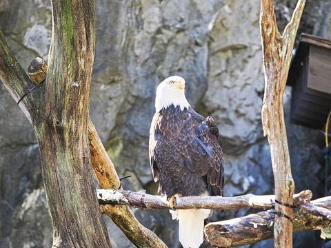 Bald eagle #6