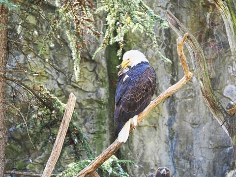 Bald eagle #7