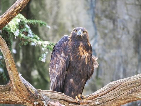 Golden eagle #3