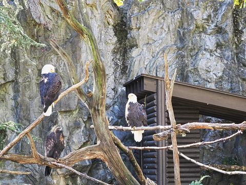 Bald eagles