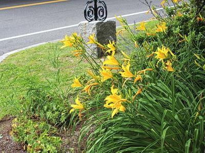 Daylilies