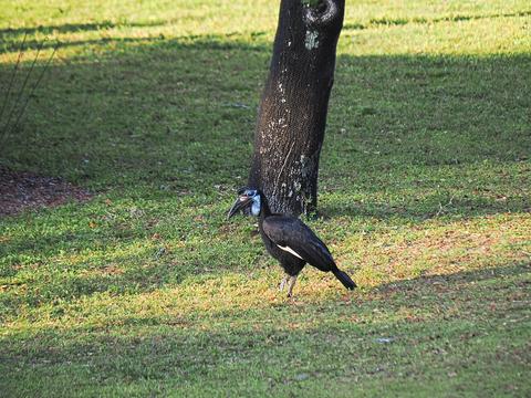 Abyssinian ground hornbill