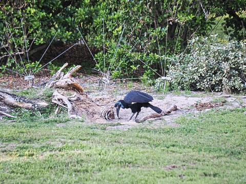 Abyssinian ground hornbill #2