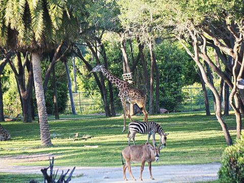 Giraffe, zebra, and wildebeast