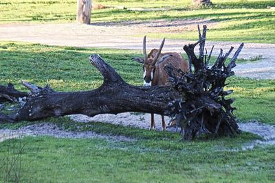 Gemsbok