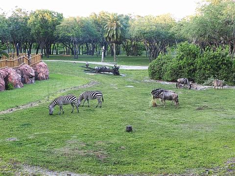 Zebras and wildebeast