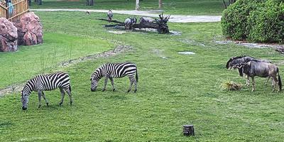 Zebras and wildebeast #2