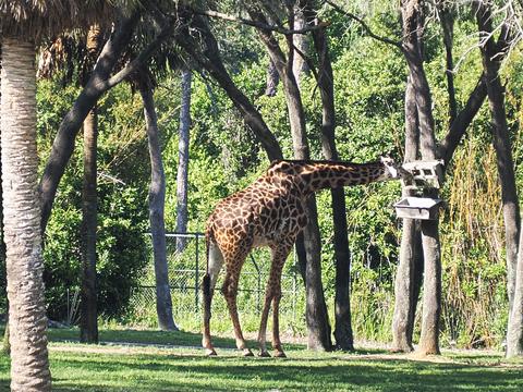 Giraffe #6