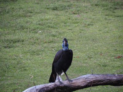 Abyssinian ground hornbill #3