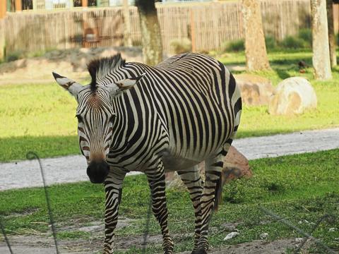 Zebra checking up on us