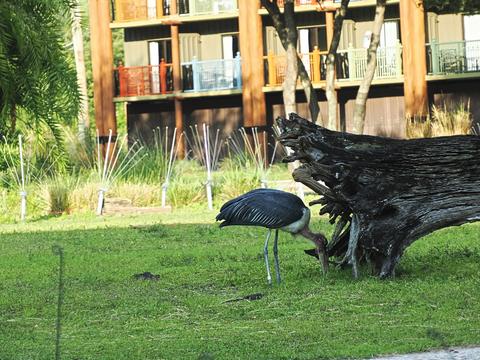 Ruppel's griffon vulture #2