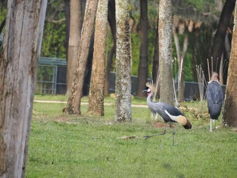 Crowned crane