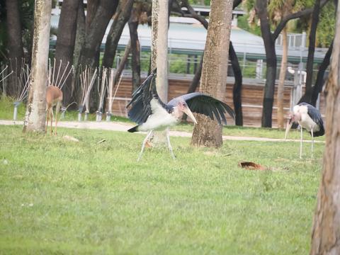 Ruppel's griffon vulture #3