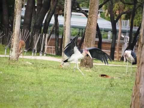 Ruppel's griffon vulture #4