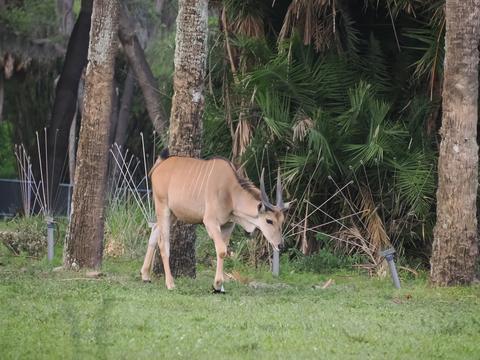 Blesbok