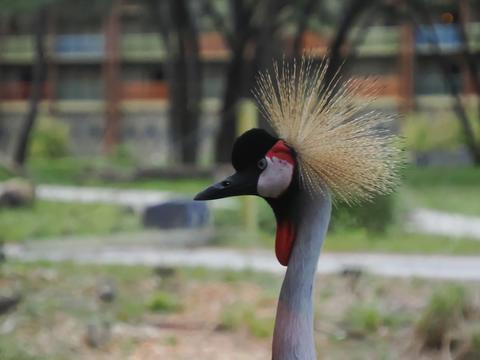 Crowned crane #2