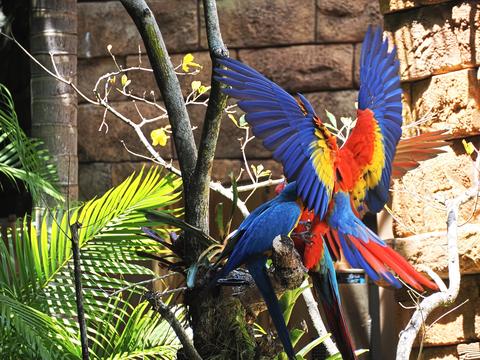 Flying macaws