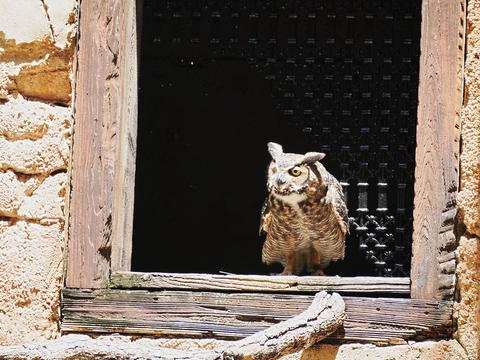 Owl