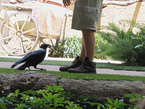 Bird vs. shoelace