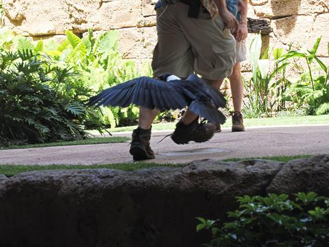 Bird vs. shoelace #2