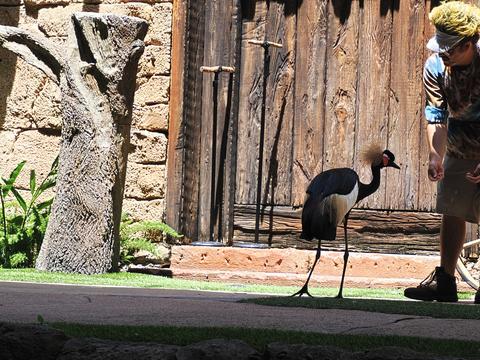 Crowned crane