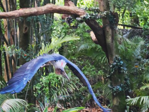 Bird in flight