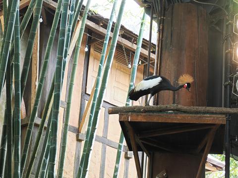 Crowned crane #2