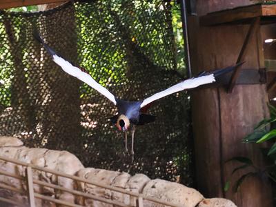 Crowned crane #3