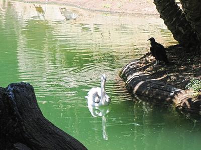 Pink-backed pelican