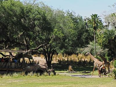 Giraffes and safari ride vehicle